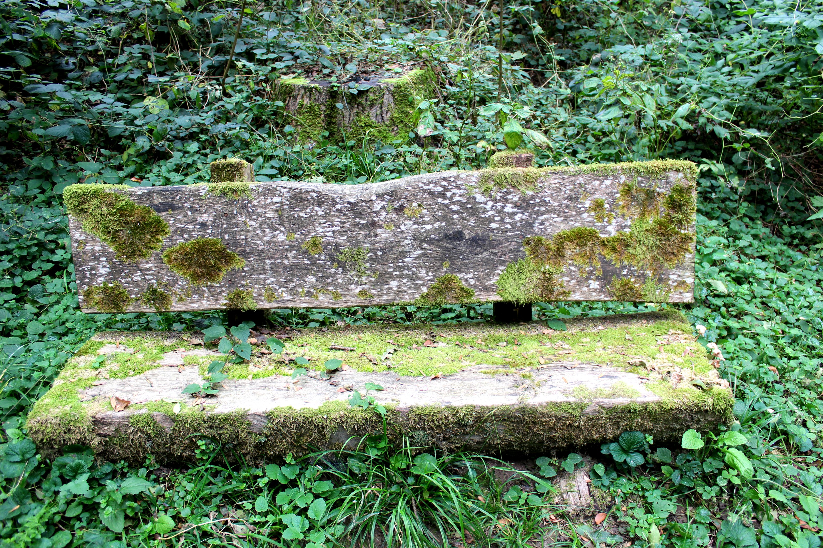 Banc de forêt